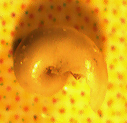 identificazione di micro gasteropode